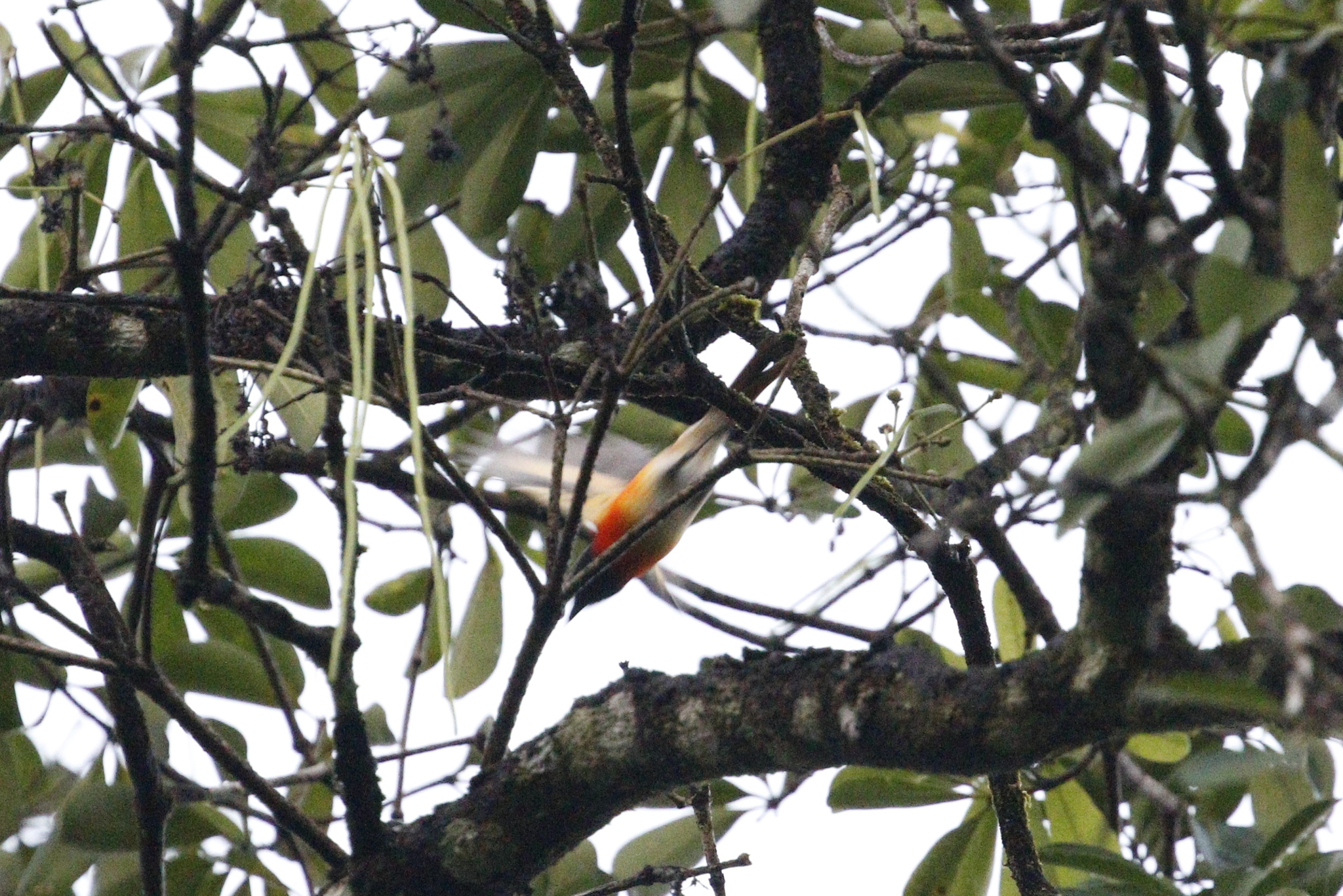 Small Minivet (Pericrocotus cinnamomeus), photo 8
