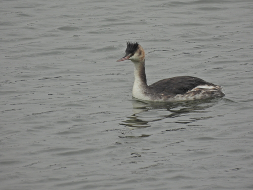 iNaturalist: (c) Fedan Hacızade, some rights reserved (CC BY-NC), uploaded by Fedan Hacızade iNaturalist image