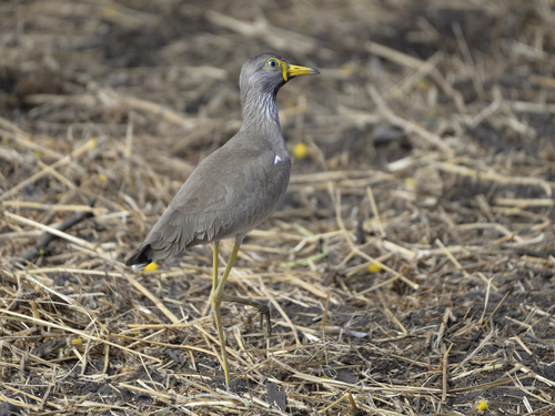 iNaturalist: (c) Jeremy Barker, some rights reserved (CC BY-NC), uploaded by Jeremy Barker iNaturalist image