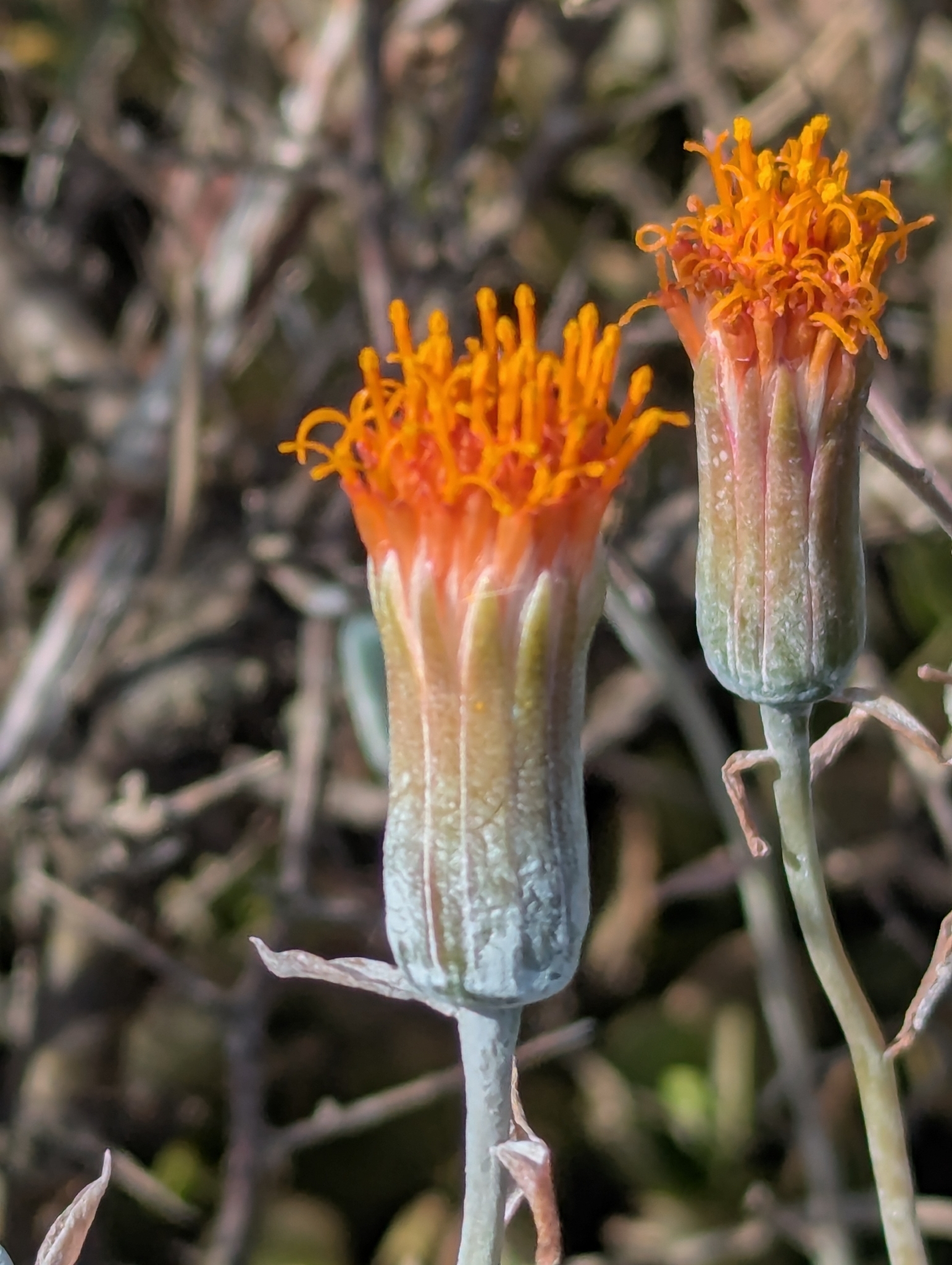 Kleinia Petraea (Kleinia petraea)