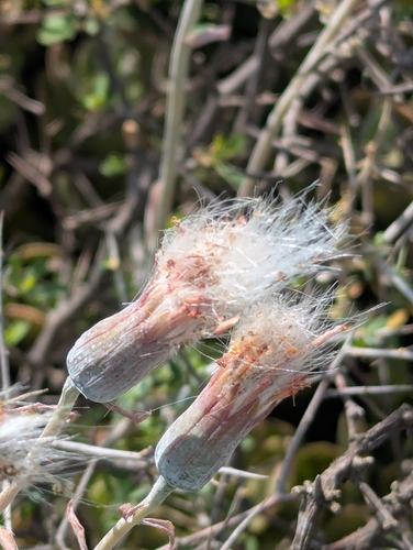 Kleinia petraea, photograph 3