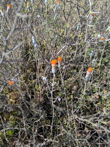 Kleinia petraea, photograph 4