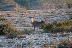 Odocoileus virginianus texanus