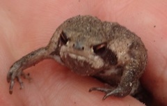 Breviceps