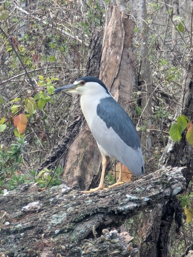 iNaturalist: (c) Chelsea Johnson, some rights reserved (CC BY-NC), uploaded by Chelsea Johnson iNaturalist image