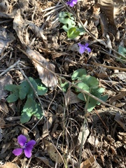 Viola villosa