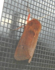 Phragmatobia assimilans