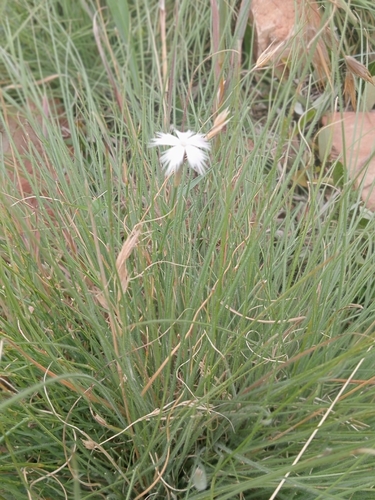 Frilly Carnation (Dianthus mooiensis)