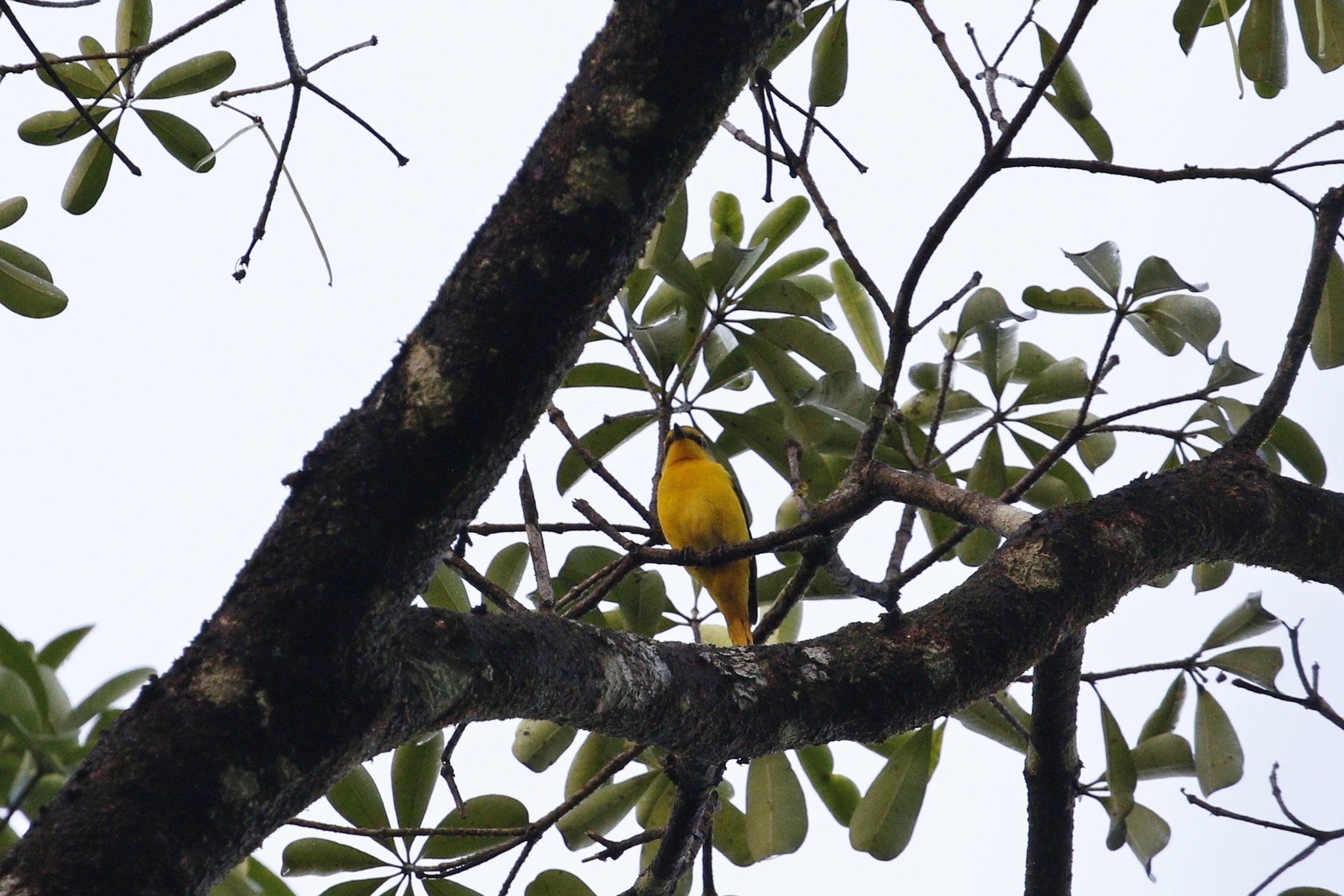 Scarlet Minivet (Pericrocotus flammeus), photo 4