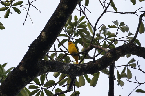Scarlet Minivet (Pericrocotus flammeus), photo 7