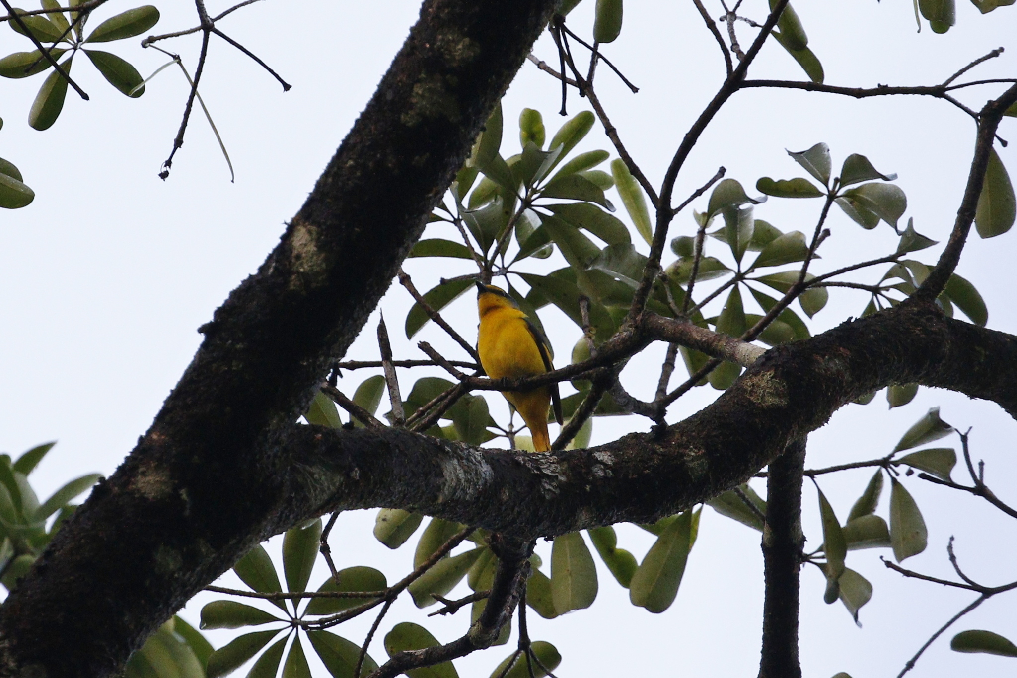 Scarlet Minivet (Pericrocotus flammeus), photo 5