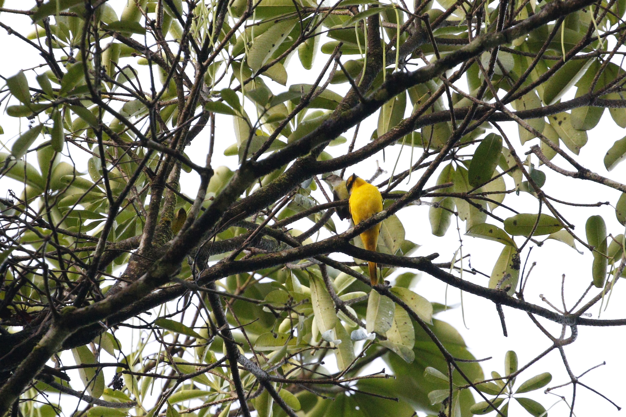 Scarlet Minivet (Pericrocotus flammeus), photo 6