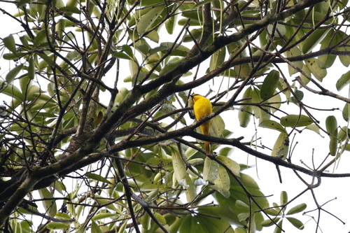 Scarlet Minivet (Pericrocotus flammeus), photo 9