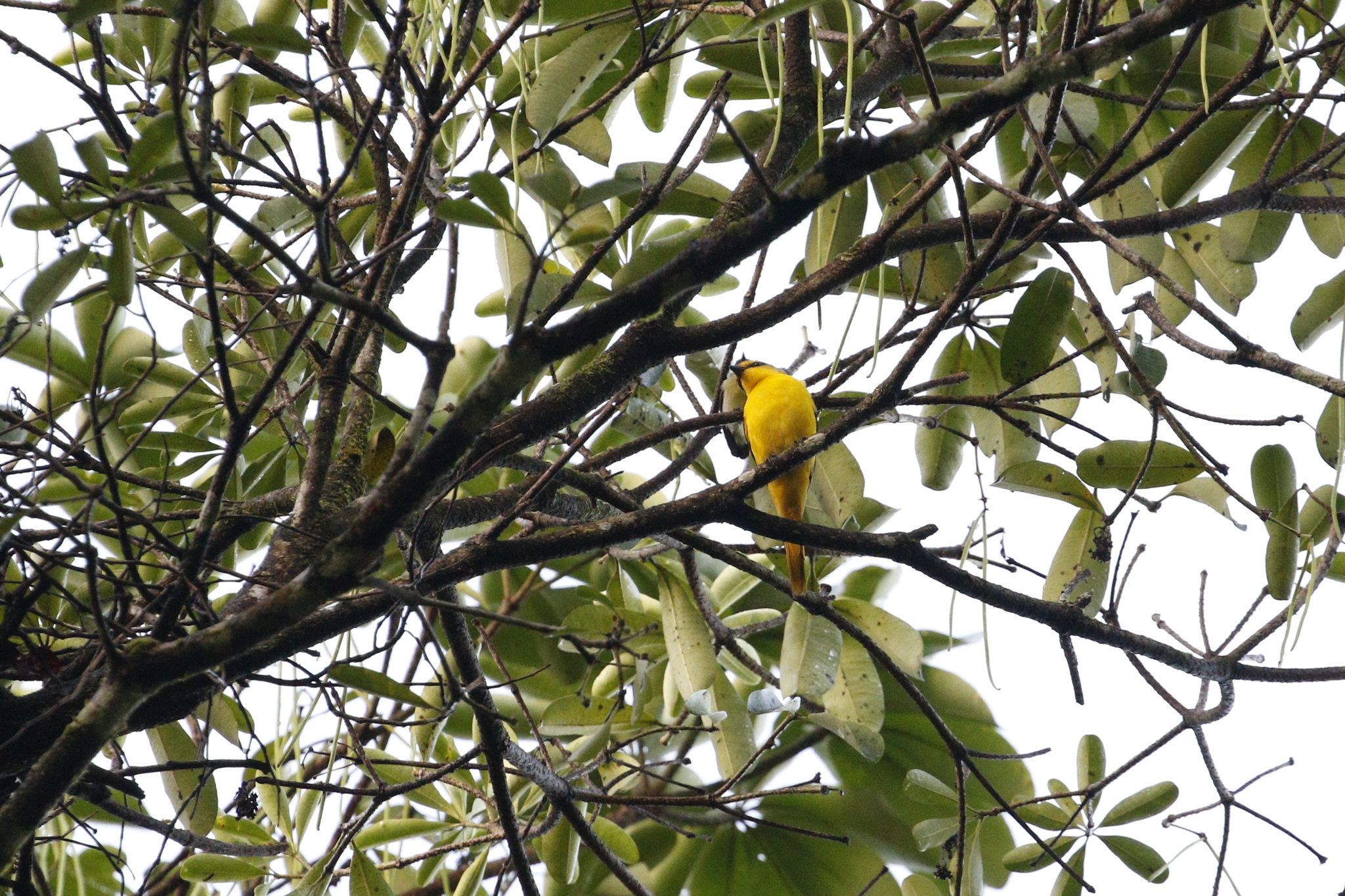 Scarlet Minivet (Pericrocotus flammeus), photo 7