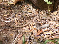 Aspidoscelis uniparens