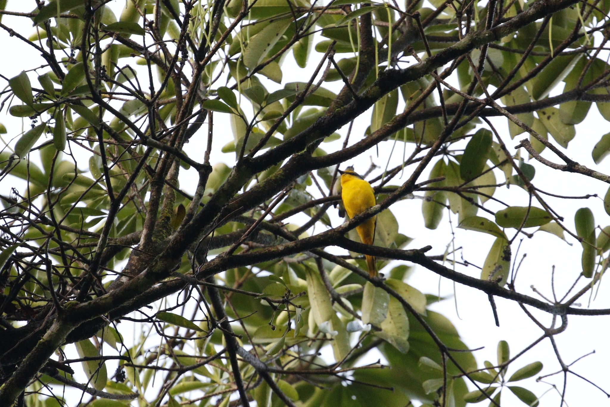 Scarlet Minivet (Pericrocotus flammeus), photo 8