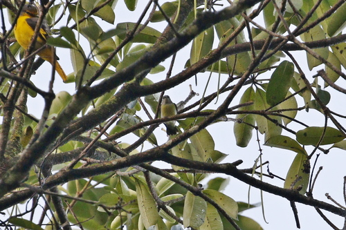 Legge's Flowerpecker (Pachyglossa vincens), photo 7