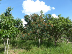 Stryphnodendron rotundifolium