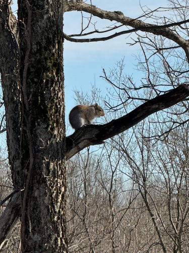 Eastern Gray Squirrel