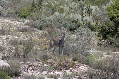 Odocoileus virginianus texanus