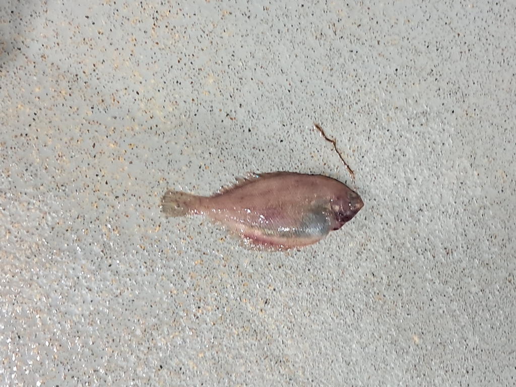 Rikuzen Flounder