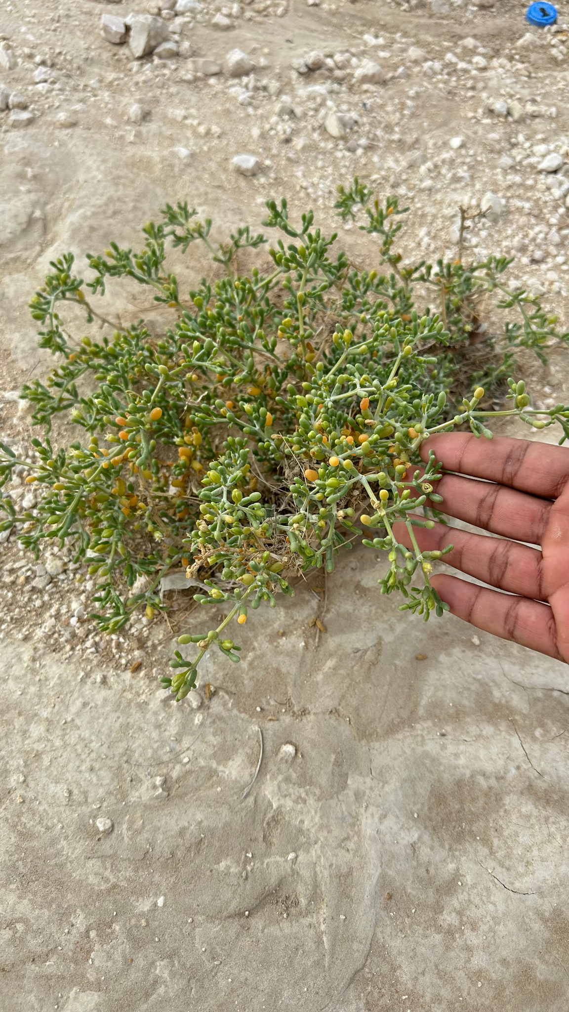 Tetraena hamiensis