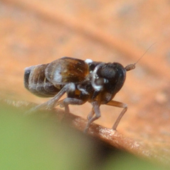 Flavoclypeus andromedus