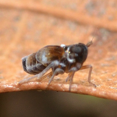Flavoclypeus andromedus