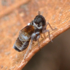 Flavoclypeus andromedus