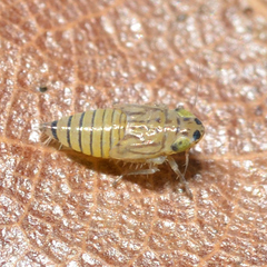 Graminella villica