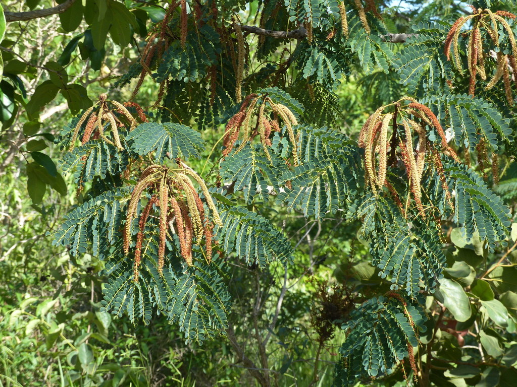 Stryphnodendron rotundifolium