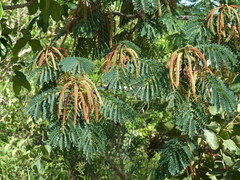 Stryphnodendron rotundifolium