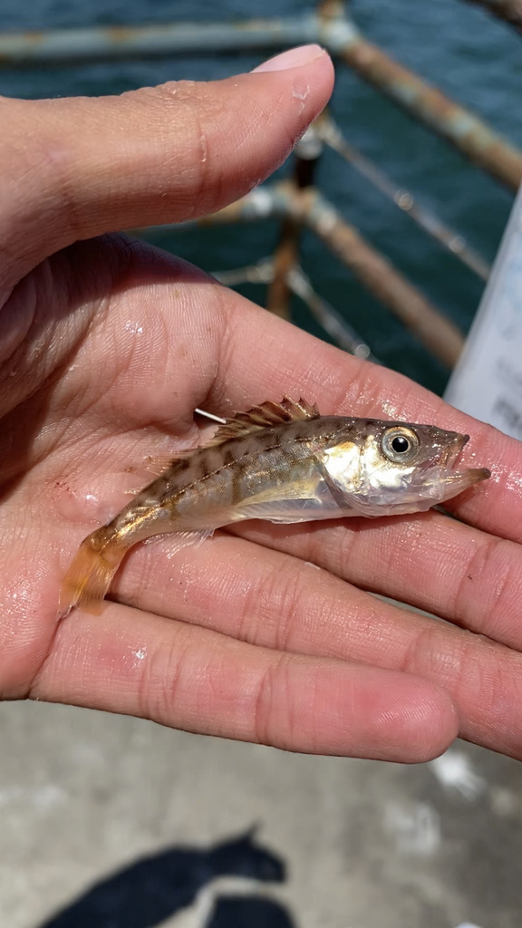 Bocaccio Rockfish