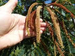 Stryphnodendron rotundifolium