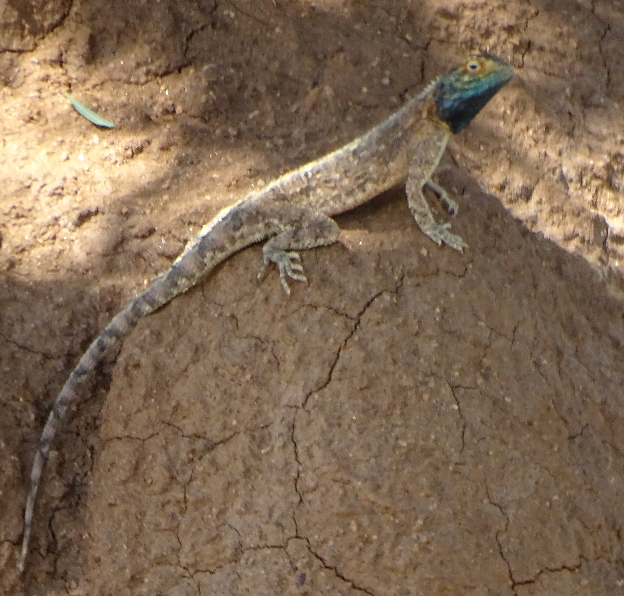 Agama aculeata Merrem, 1820