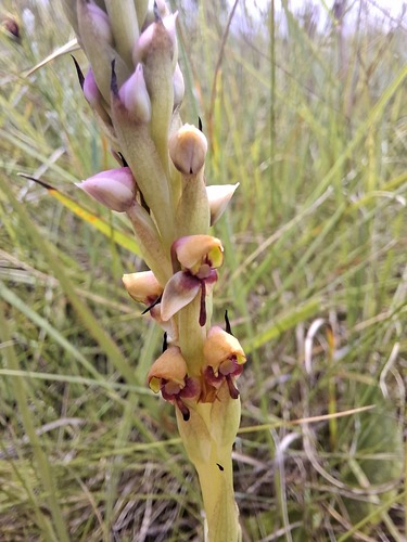 Browning Disa