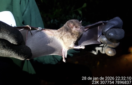 Geoffroy's Tailless Bat