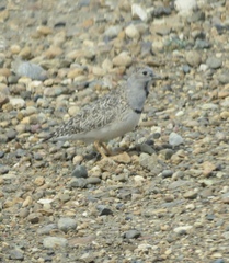 Thinocorus rumicivorus