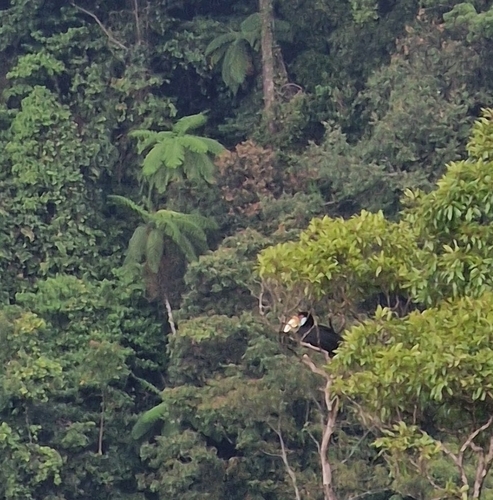 Rhyticeros undulatus