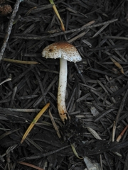Lepiota castanea