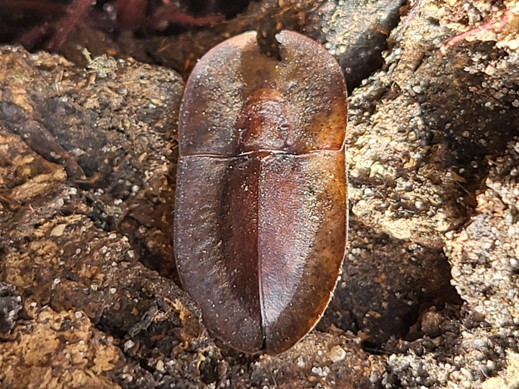 Darkling Beetles in January 2026 by Luke Smith · iNaturalist