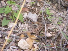 Aspidoscelis uniparens