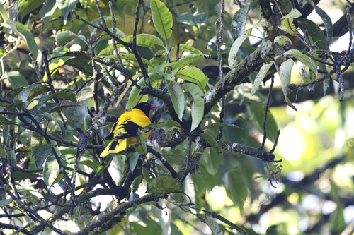 Black-hooded Oriole (Oriolus xanthornus), photo 8