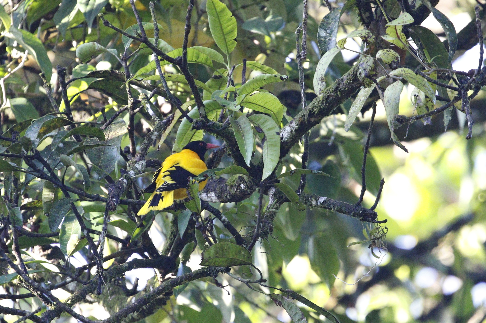 Black-hooded Oriole (Oriolus xanthornus), photo 8