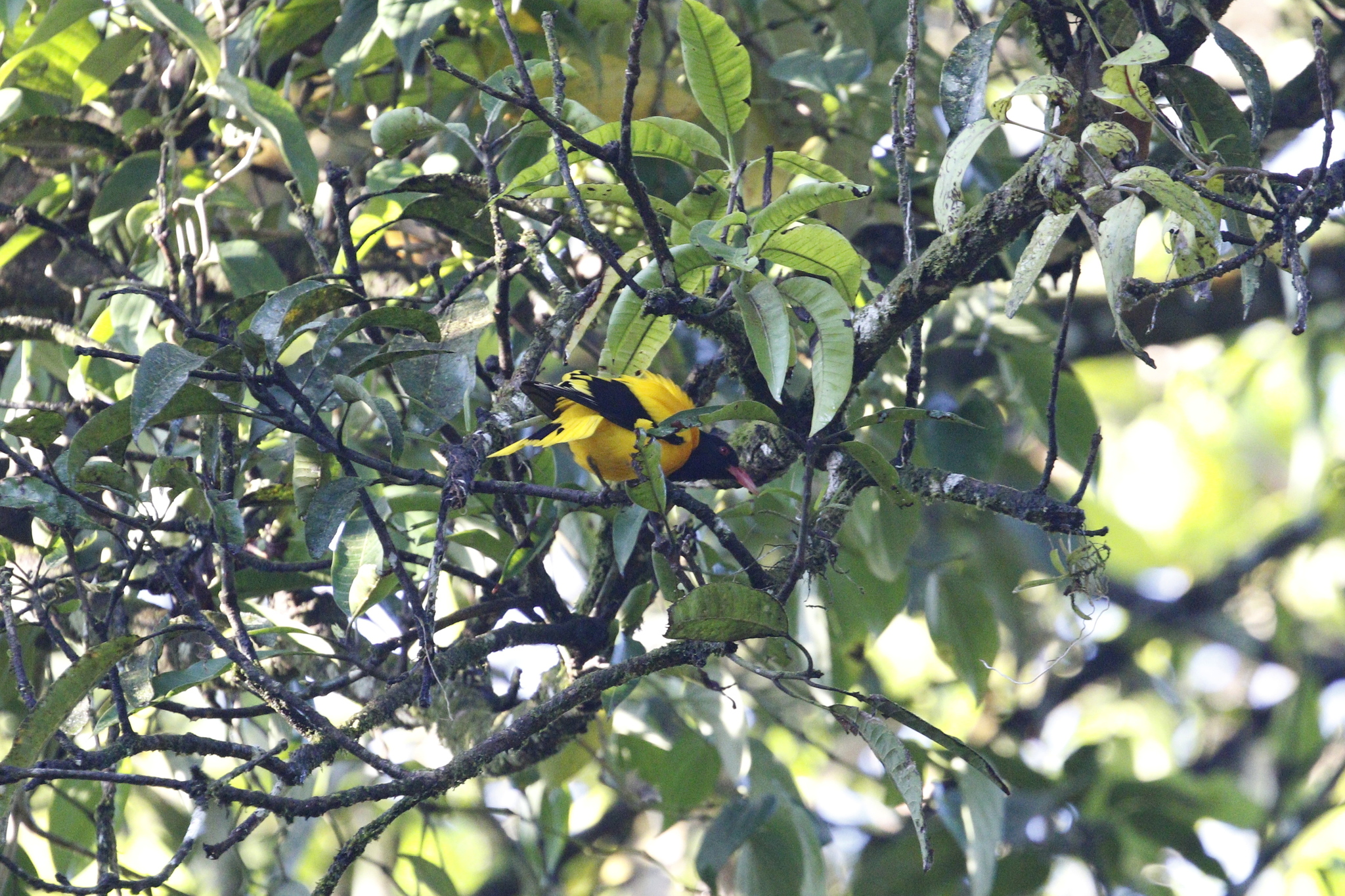 Black-hooded Oriole (Oriolus xanthornus), photo 9