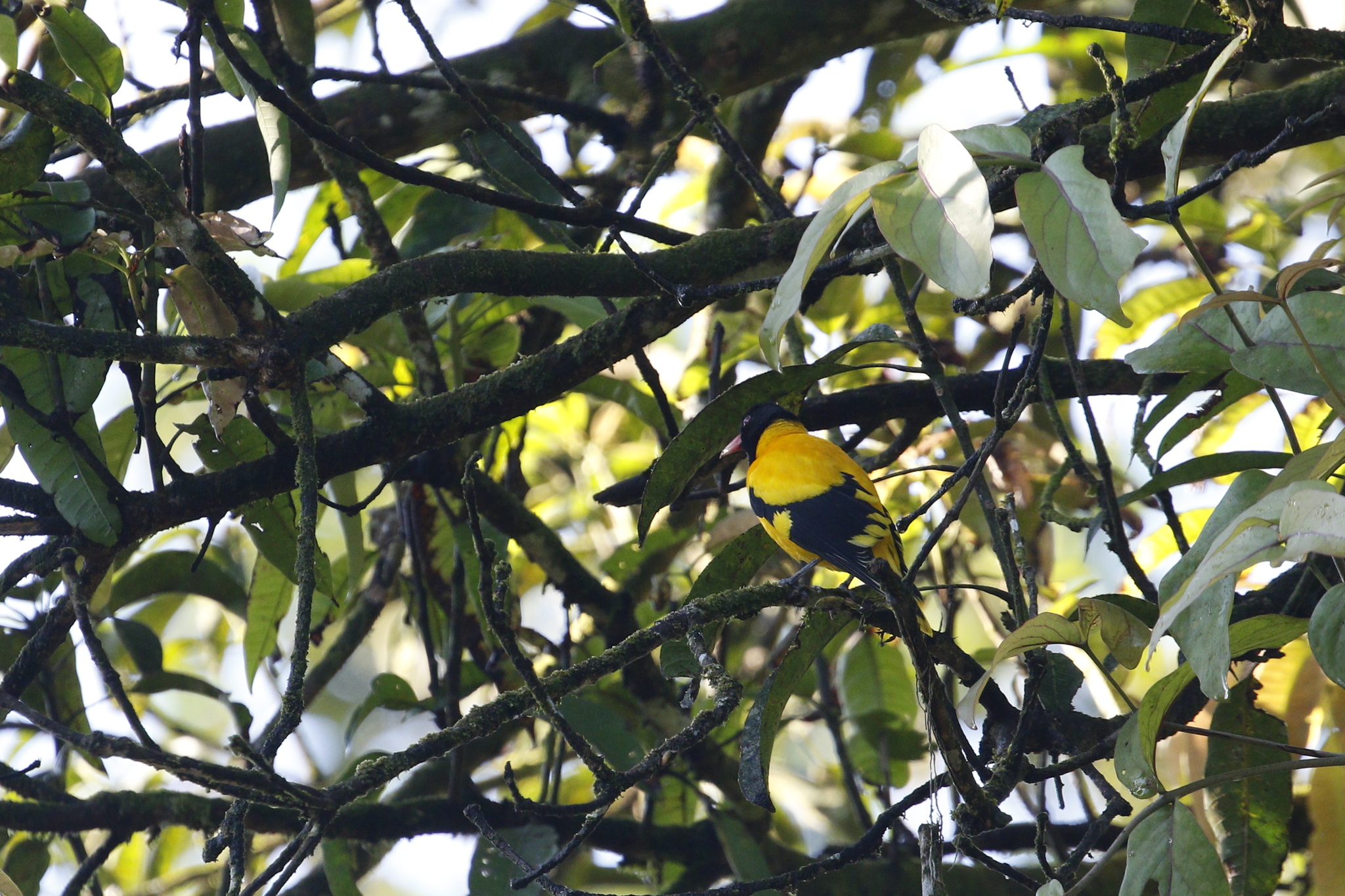 Black-hooded Oriole (Oriolus xanthornus), photo 10