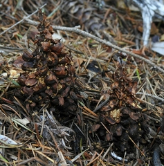 Kopsiopsis strobilacea