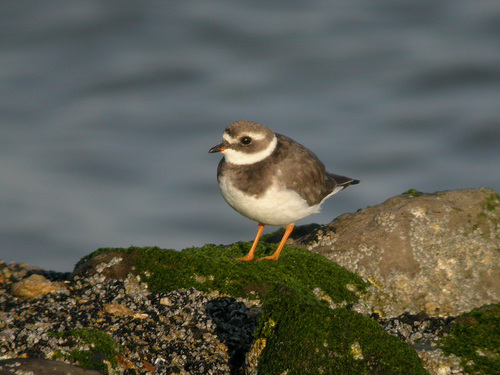 iNaturalist: (c) Paul Cools, some rights reserved (CC BY-NC), uploaded by Paul Cools iNaturalist image