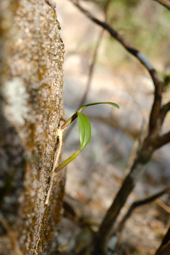 Bulbophyllum ambrosia, photograph 2