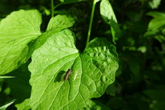 Platycheirus albimanus